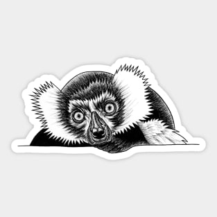 Ruffed lemur - ink illustration Sticker